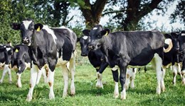 Cirencester: Buitelaar Group B&B open day